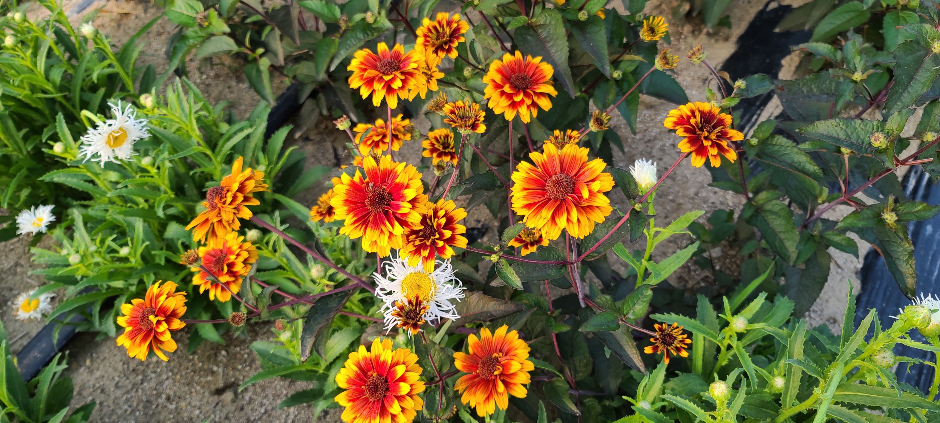 Heliopsis helianthoides 'Breeders Mix'